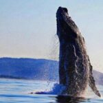 Alistan avistamiento de ballenas en el Pacífico, Semarnat publica calendario